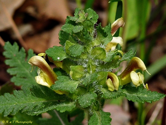 {Pedicularis canadensis}